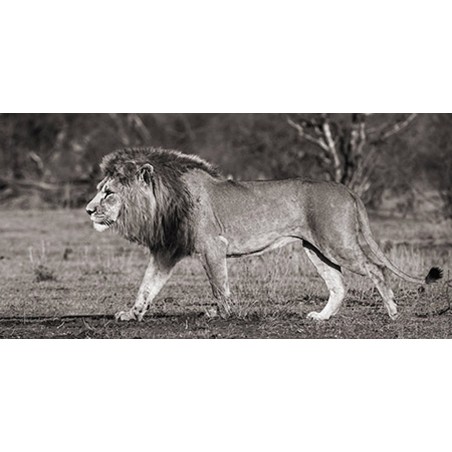 Pangea Images - Lion walking in African Savannah