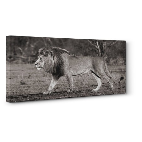 Pangea Images - Lion walking in African Savannah