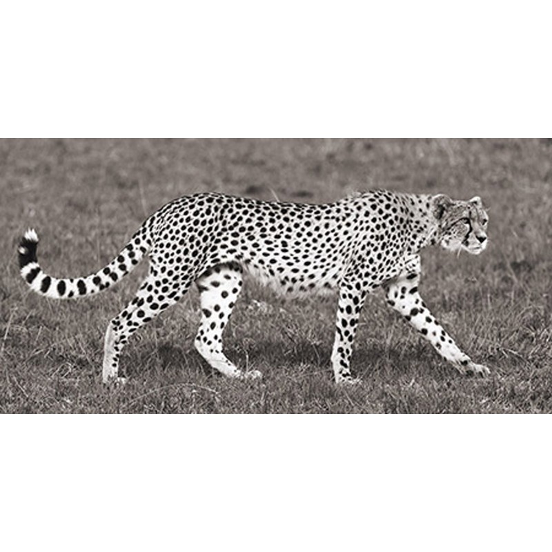 Pangea Images - Cheetah Hunting, Masai Mara