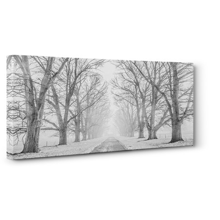 Pangea Images - Tree lined road in the snow
