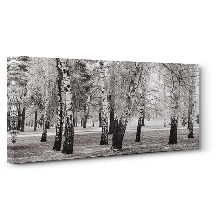 Pangea Images - Birches in a Park