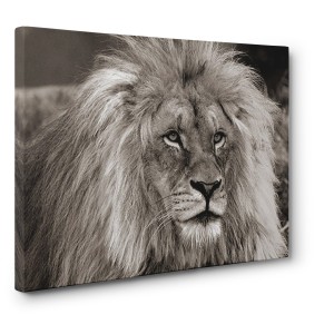 Pangea Images - King of Africa  | Pg-Plaisio.gr