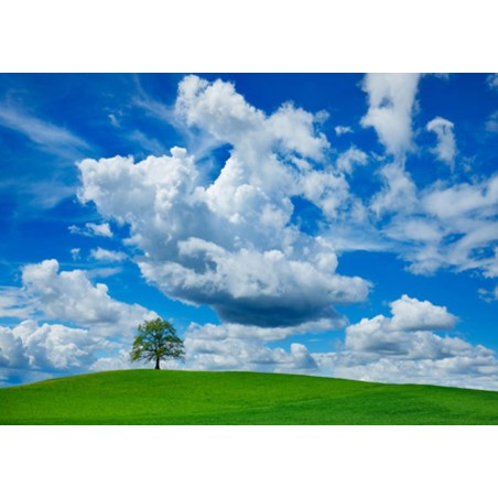 FRANK KRAHMER - Oak and clouds, Bavaria, Germany
