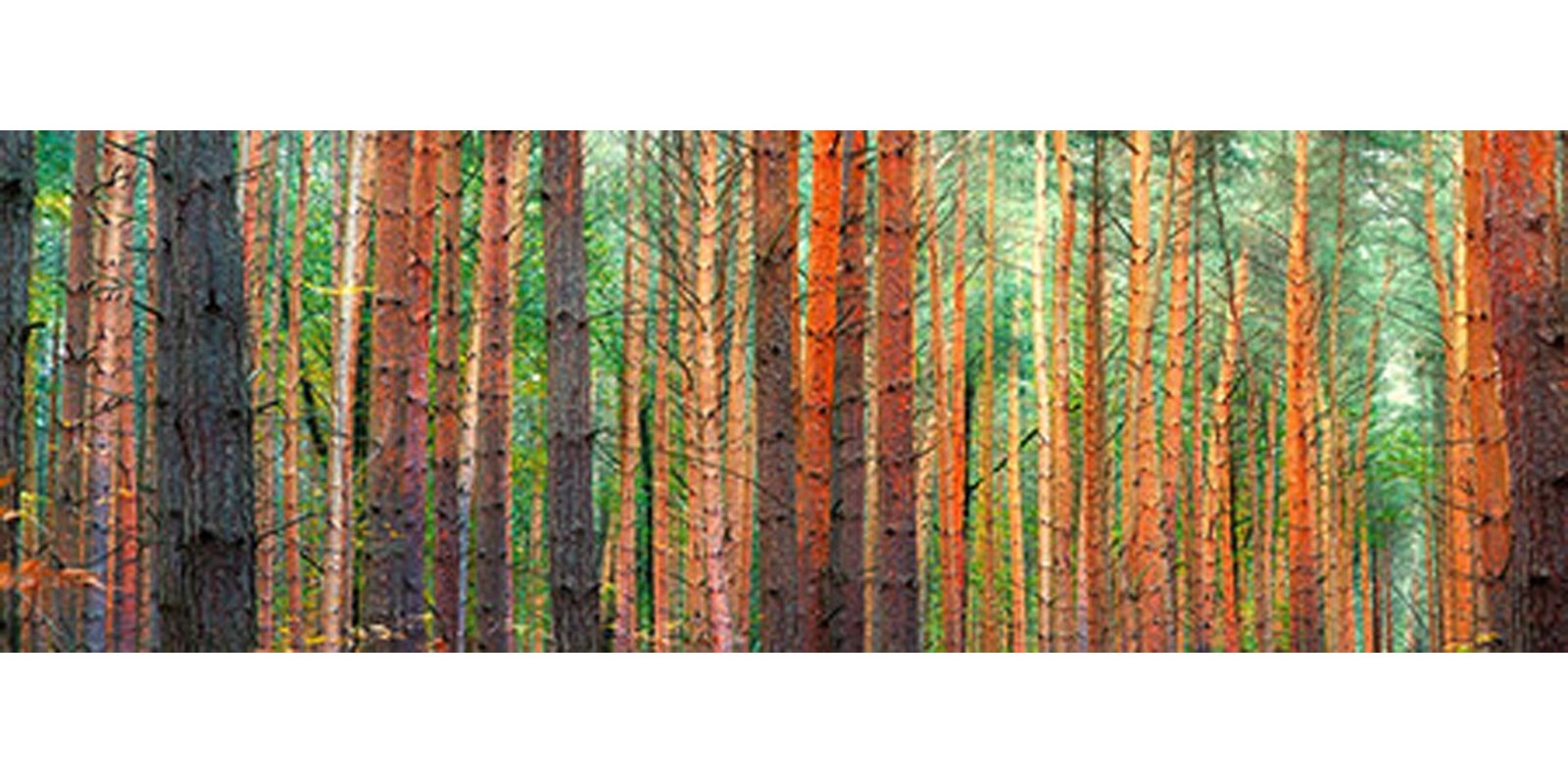 PANGEA IMAGES - Colors of the Woods