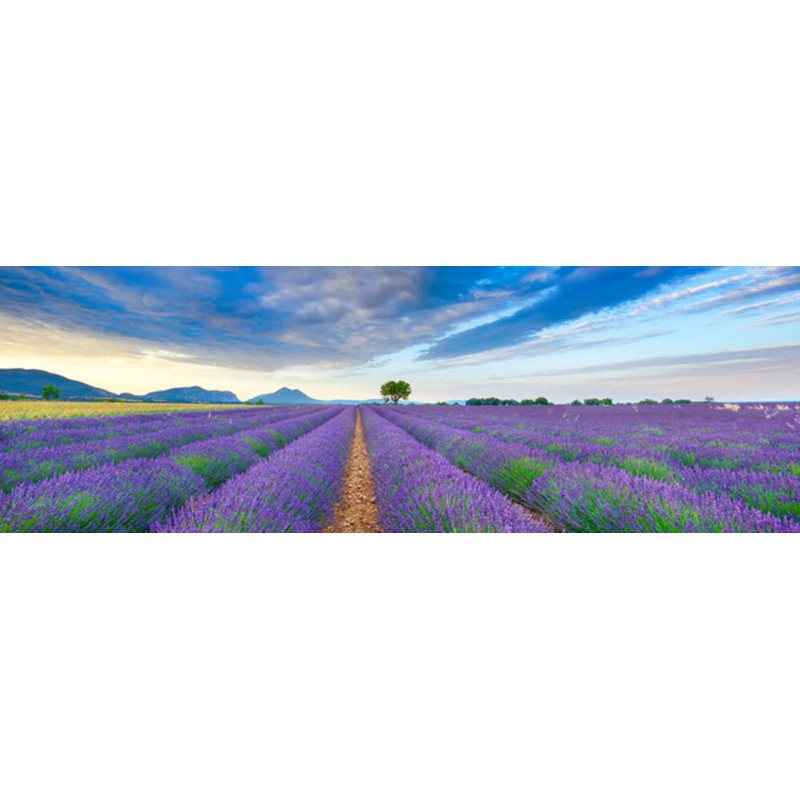 Frank Krahmer - Lavender Field, France  | Pg-Plaisio.gr