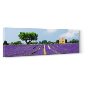 Pangea Images - Lavender Fields, France