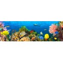 Pangea Images - Life in the Coral Reef, Maldives