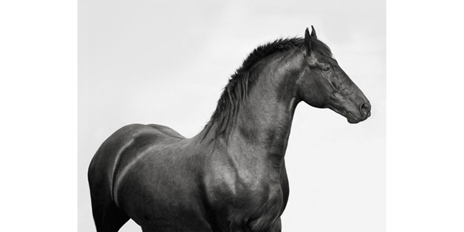 Pangea Images - King Mamba, Stallion