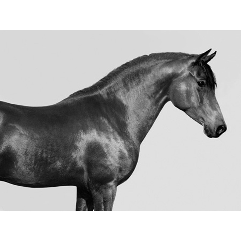 Pangea Images - Orpheus, Arab Horse