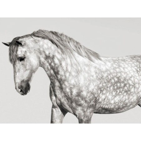 Pangea Images - Leia, Andalusian Pony