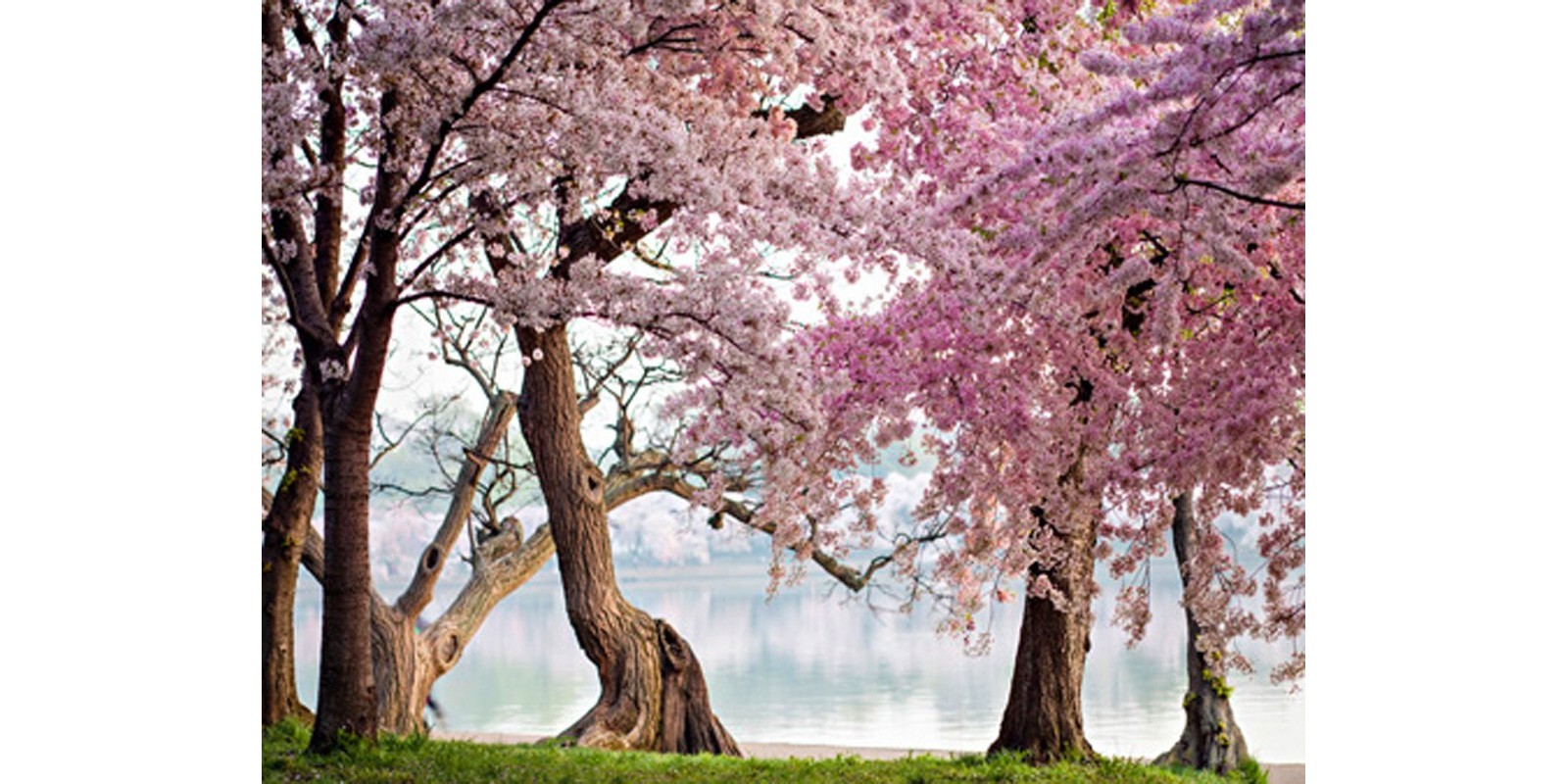 Anonymous - Cherry trees bloom, Washington, USA