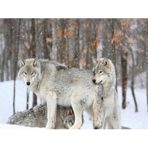 Anonymous - Grey wolves huddle together during a snowstorm, Quebec