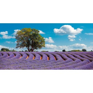 Pangea Images - Lavender Field in Provence, France