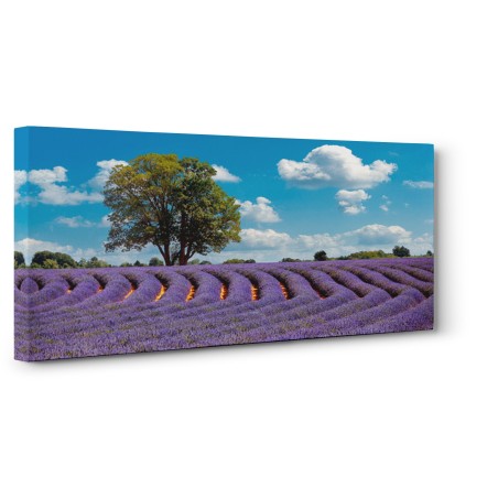 Pangea Images - Lavender Field in Provence, France