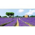 Pangea Images - Lavender Fields, France