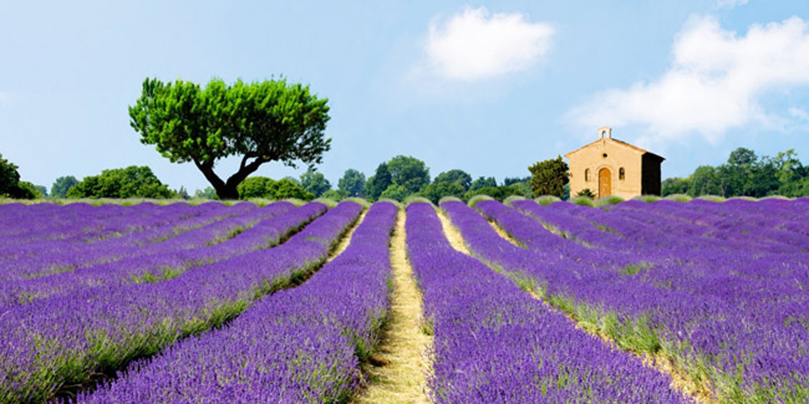 Pangea Images - Lavender Fields, France