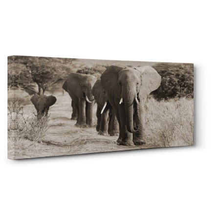 Anonymous - Herd of African Elephants, Kenya